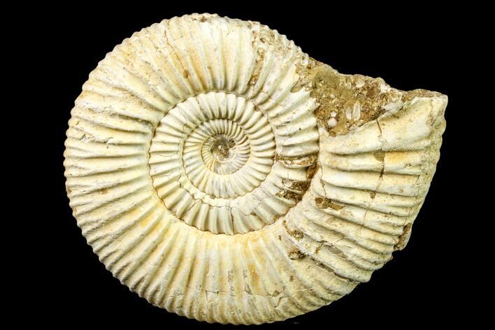 Jurassic Ammonite (Perisphinctes) Fossil - Madagascar #161738